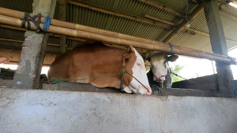 Traditional Central Java Cow Barn in Morning Light Stock Footage 321322816
