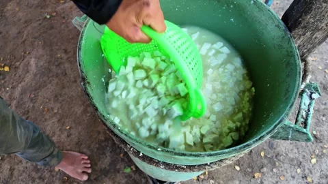 Traditional Cheese Making Process: Collecting Cubed Curds in a Bucket Stock Footage 323071442