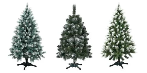 Traditional christmas trees with snowy branches on stand without seasonal dec Stock Photos