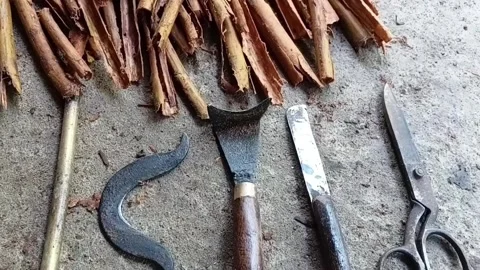 Traditional Cinnamon Tools &amp; Bark Tilt Up Shot Stock Footage 346489503