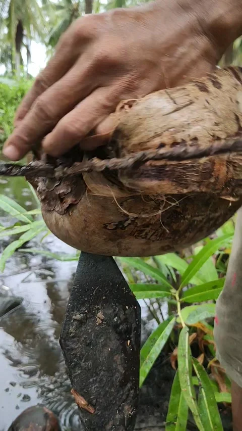 Traditional coconut peeler Video stock 211377955