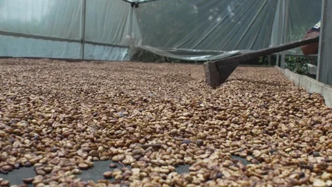 Traditional Coffee Bean Drying Process, Farmer Stirring Beans at Solar Dryer Stock Footage 336485770