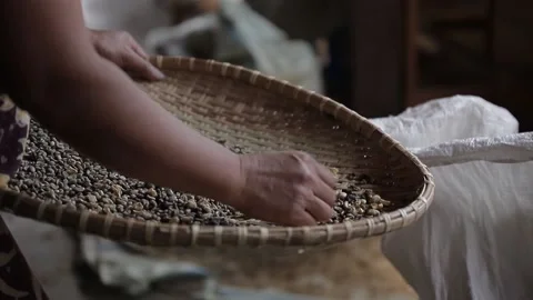 Traditional coffee beans sorting at sorting facility Stock Footage 162823265