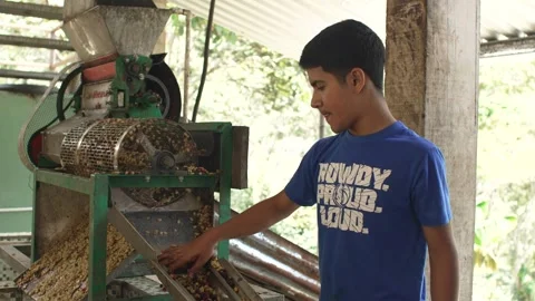 Traditional Coffee Depulping Process, Farm Worker at Green Pulping Machine in Stock Footage 336486464