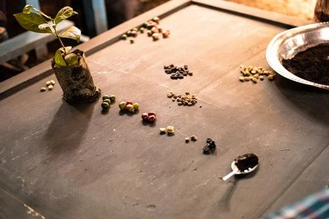 Traditional coffee processing process - Tanzania Stock Photos