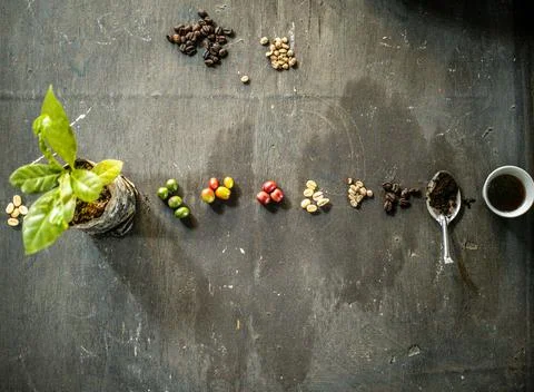 Traditional coffee processing process - Tanzania Stock Photos
