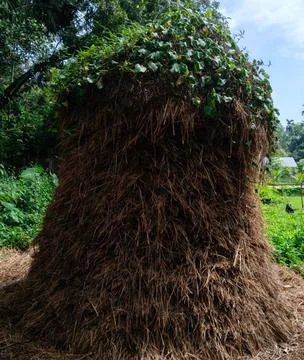 A traditional cylindrical stack of dried rice straw Stock Photos