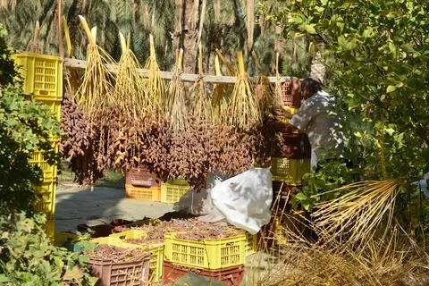 Traditional date drying process in a Tunisian oasis Stock Photos