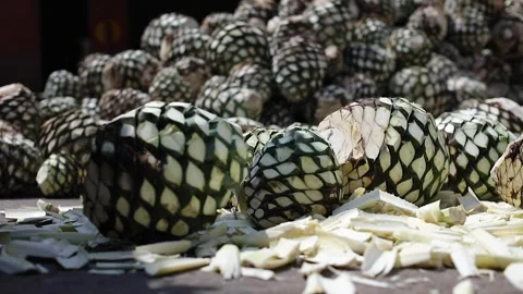 Traditional Distillery Tequila. Stock Footage 246328474