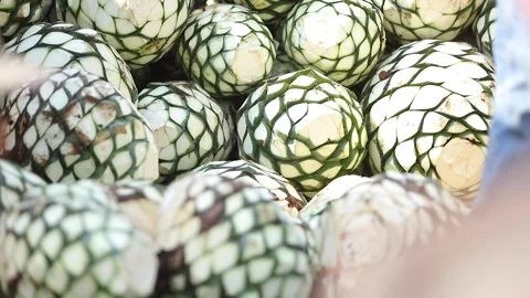 Traditional Distillery Tequila. Stock Footage 246328510