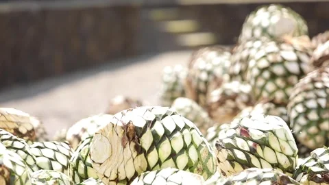 Traditional Distillery Tequila. Stock Footage 246328523