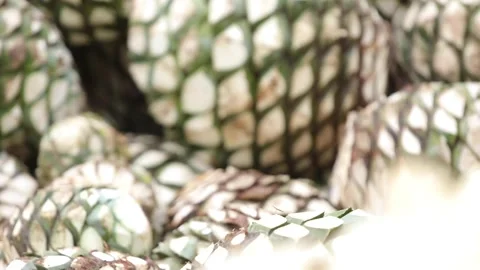 Traditional Distillery Tequila. Stock Footage 246328537