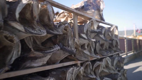 Traditional Drying cod heads drying on traditional wooden racks in Lofoten Video stock 125864885