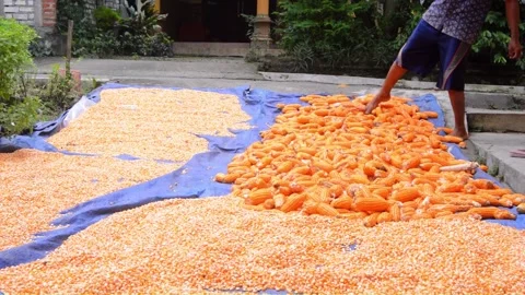 Traditional drying of corn under the hot sun 스톡 동영상 282773472