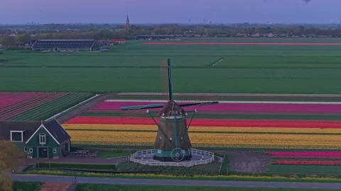 Traditional dutch windmill standing among colorful tulip fields in holland Vidéo 340348489