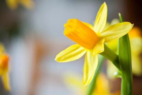 Traditional Easter daffodil flower Stockfoto's