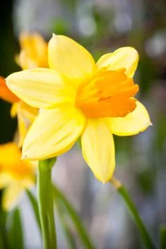 Traditional Easter daffodil flower Foto stock