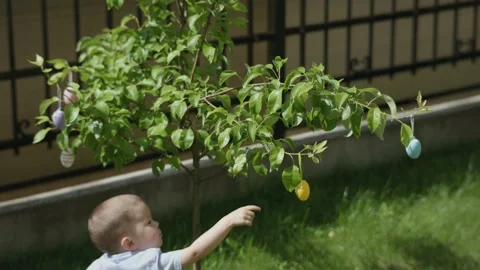 Traditional Easter egg hunt: child boy pointing yellow and blue Easter eggs Stock Footage 233124607