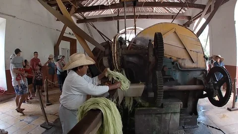 Traditional elaboration process of henequen strings in a farm in the state Video stock 117895420