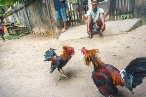 The traditional entertainment in the Philippines is cockfighting. 2018 year Stock Photos