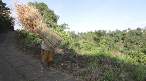 Traditional Farmer in Bali Stock Footage 43258012