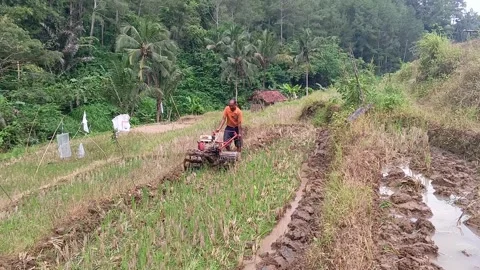 Traditional Farmer Operating Hand Tractor in Muddy Terraced Rice Field Vídeo Stock 321934087