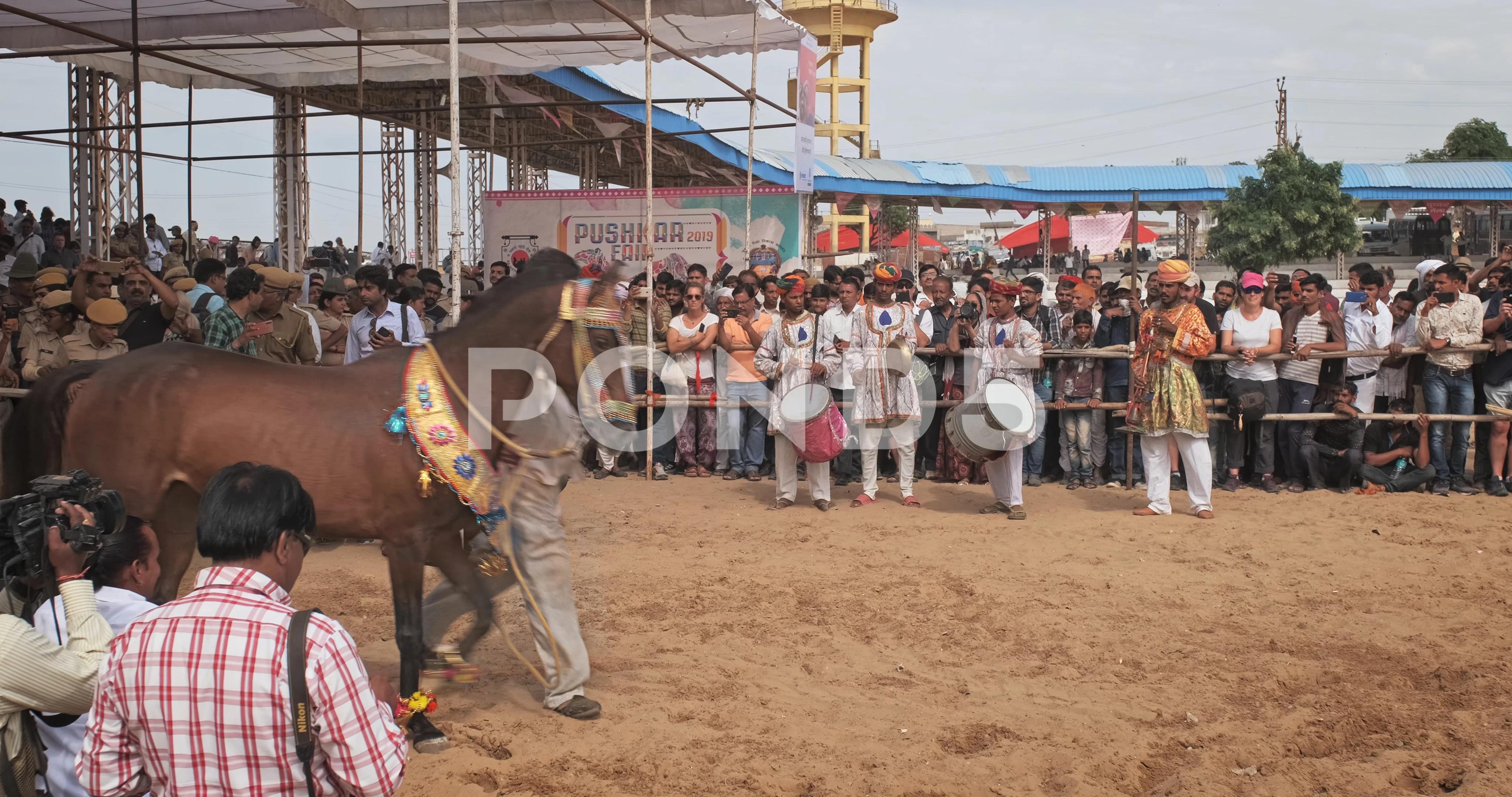 horse dance video download horse dance video download
