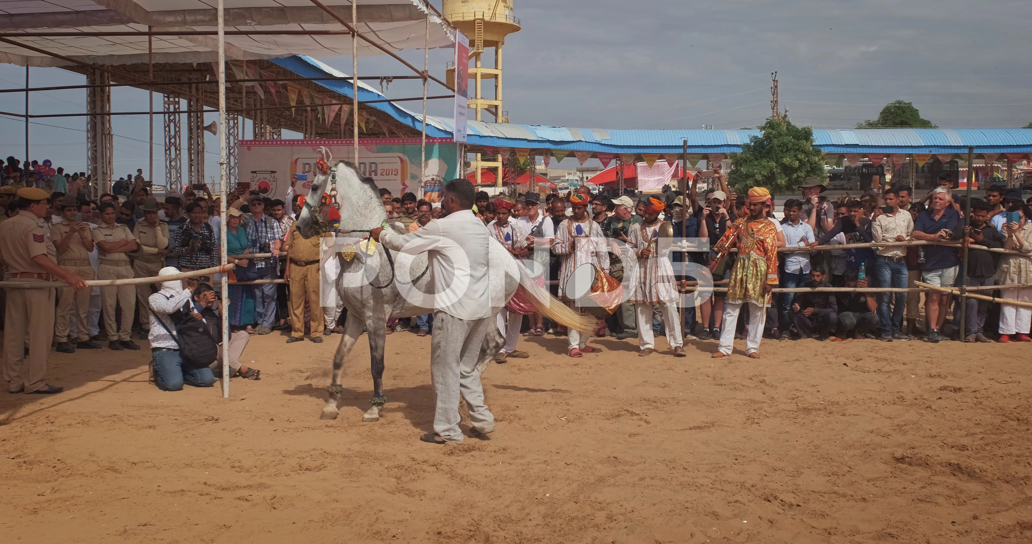 horse dance video download horse dance video download