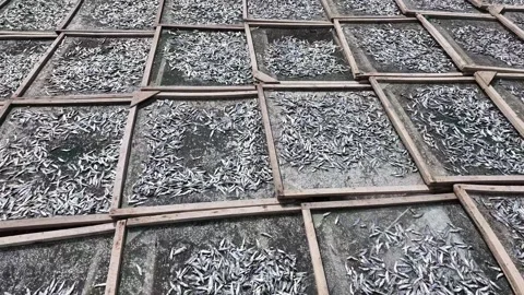 Traditional Fish Drying on Mesh Racks Stock Footage 263516169