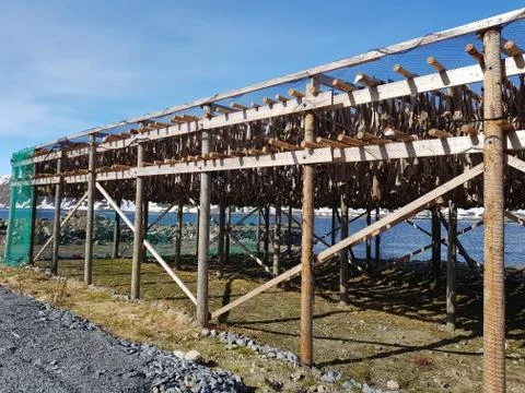 Traditional fish drying rack for making stockfish, dry fish Stock Photos
