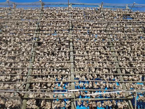 Traditional fish drying rack for making stockfish, dry fish Stock Photos