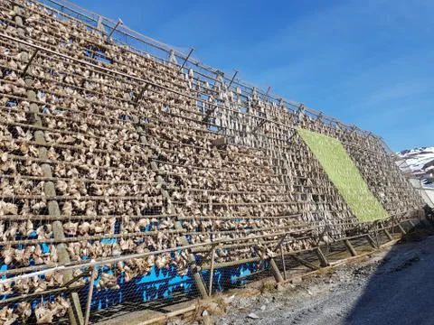 Traditional fish drying rack for making stockfish, dry fish Stock Photos