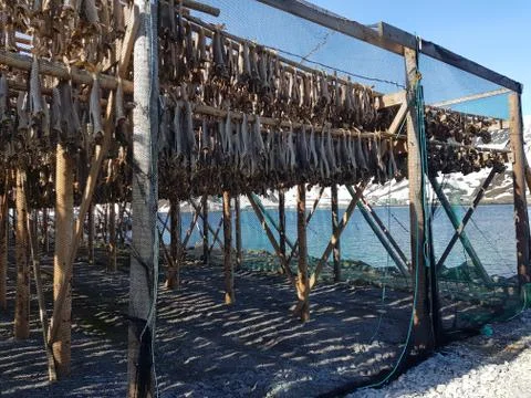 Traditional fish drying rack for making stockfish, dry fish Stock Photos