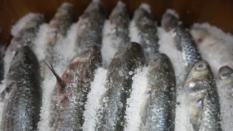 Traditional Fish Salting &amp; Layering Process  Authentic Seafood Preservation Stock Footage 336183495