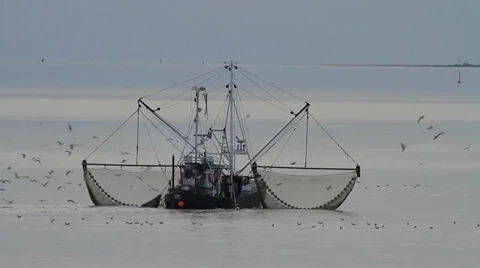 Traditional Fishing Boat followed by a flock of seagulls Stock Footage 31446774