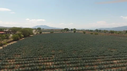 Traditional Folklore Stock Footage 246774158