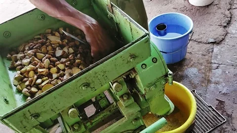 Traditional ginger processing in India, with a worker manually feeding fres.. Stock Footage 341356053