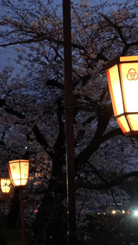 Traditional glowing lanterns under cherry blossom trees at night in Japan. Stock Footage 340390582