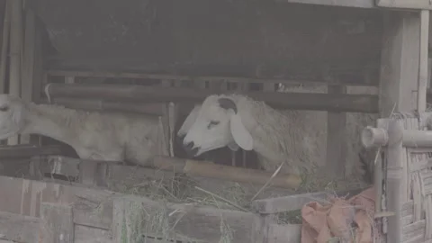 Traditional goat pen made of bamboo and wood Stock Footage 316154553