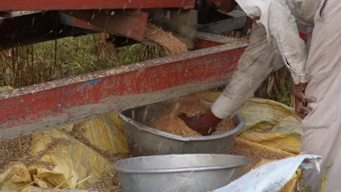 Traditional Grain Processing in Rural Setting Stock Footage 311720230