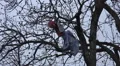 Traditional Harz Walpurgis witch hanging in tree HD Footage