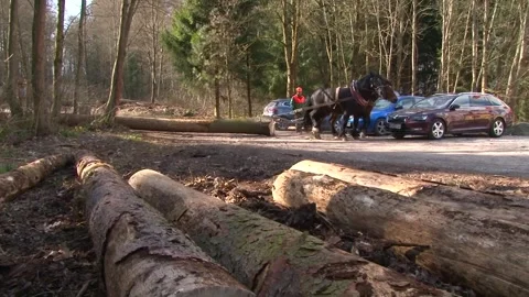 Traditional Horse Logging in Forest Stock-Footage 343723294