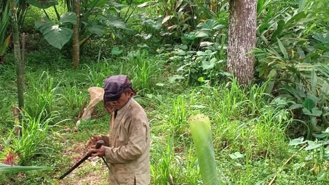 A traditional Indonesian farmer actively using a machete. Stock Footage 321939335