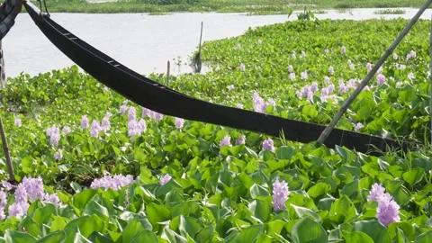 Traditional Irrigation Stock Footage 333948368
