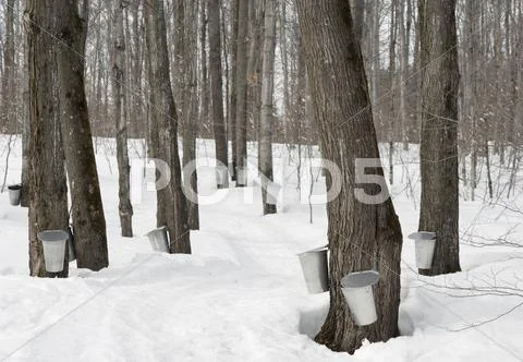 Traditional maple syrup production Stock Photos