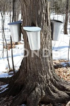 Traditional Maple Syrup Sap Buckets On A Trunk Of A Sugar Maple Tree Stock Photos