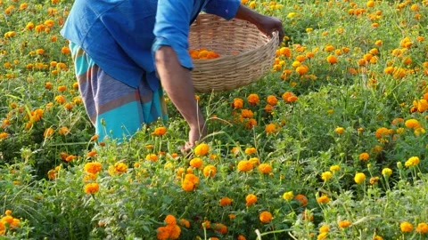 Traditional Marigold Harvest Stock Footage 311719085