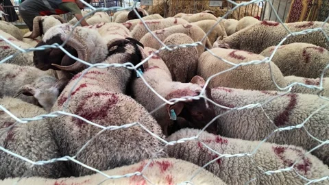 Traditional Market Activity and Eid al-Adha Sheep Trade in Morocco May 27,2026 Stock Footage 337541079
