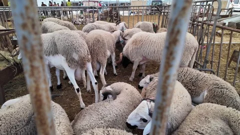 Traditional Market Activity and Eid al-Adha Sheep Trade in Morocco May 27,2026 Stock Footage 337541090
