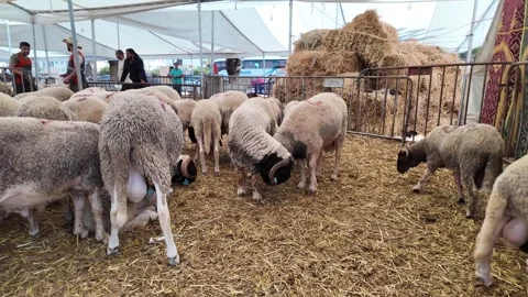 Traditional Market Activity and Eid al-Adha Sheep Trade in Morocco May 27,2026 Stock Footage 337541106
